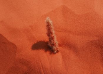 Тест на прл