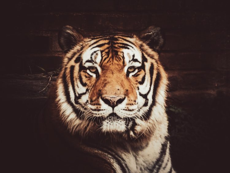 Тест «Какое вы животное по характеру?»