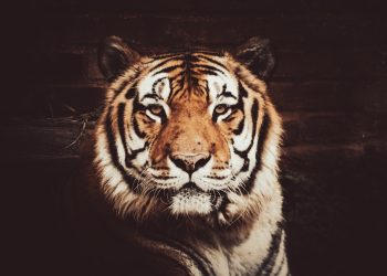 Тест «Какое животное твоего характера?»